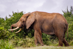 outdooreco.com-addo-elephant-park-1