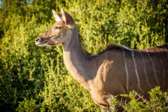 outdooreco.com-addo-elephant-park-10