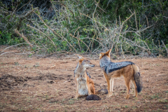outdooreco.com-addo-elephant-park-101