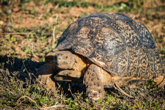 outdooreco.com-addo-elephant-park-103