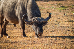 outdooreco.com-addo-elephant-park-106