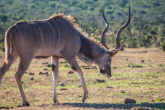 outdooreco.com-addo-elephant-park-107