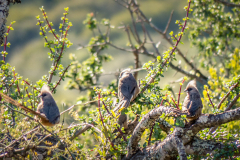outdooreco.com-addo-elephant-park-108