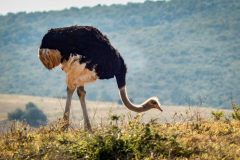 outdooreco.com-addo-elephant-park-110