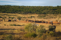 outdooreco.com-addo-elephant-park-112