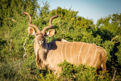 outdooreco.com-addo-elephant-park-13