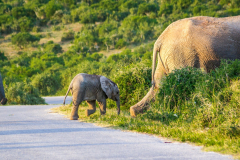 outdooreco.com-addo-elephant-park-15