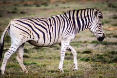 outdooreco.com-addo-elephant-park-16