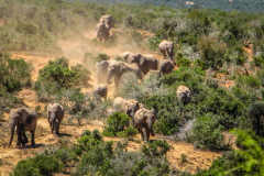 outdooreco.com-addo-elephant-park-18