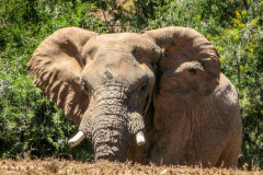 outdooreco.com-addo-elephant-park-19