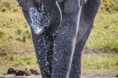 outdooreco.com-addo-elephant-park-2-1