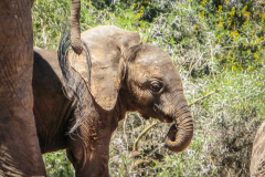 outdooreco.com-addo-elephant-park-20