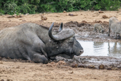 outdooreco.com-addo-elephant-park-21