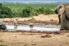 outdooreco.com-addo-elephant-park-22