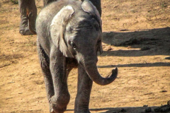 outdooreco.com-addo-elephant-park-25