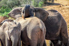 outdooreco.com-addo-elephant-park-26
