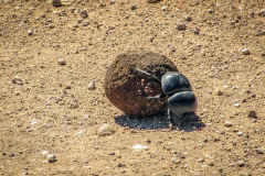 outdooreco.com-addo-elephant-park-30
