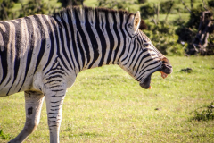 outdooreco.com-addo-elephant-park-41