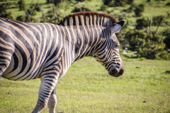 outdooreco.com-addo-elephant-park-42