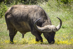 outdooreco.com-addo-elephant-park-45