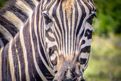 outdooreco.com-addo-elephant-park-46