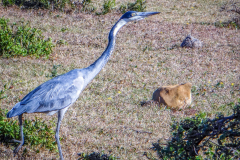 outdooreco.com-addo-elephant-park-47
