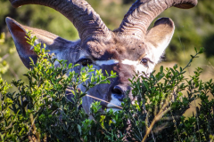 outdooreco.com-addo-elephant-park-48