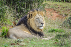 outdooreco.com-addo-elephant-park-49
