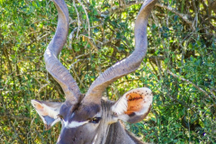 outdooreco.com-addo-elephant-park-5