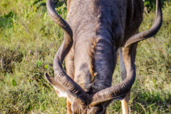 outdooreco.com-addo-elephant-park-50