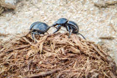 outdooreco.com-addo-elephant-park-53