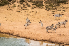 outdooreco.com-addo-elephant-park-55