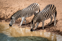 outdooreco.com-addo-elephant-park-56