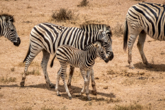outdooreco.com-addo-elephant-park-57