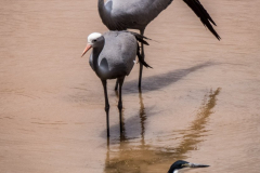 outdooreco.com-addo-elephant-park-58
