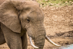 outdooreco.com-addo-elephant-park-59