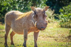 outdooreco.com-addo-elephant-park-6