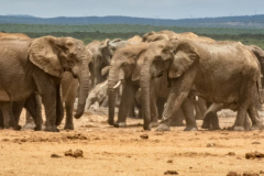 outdooreco.com-addo-elephant-park-60