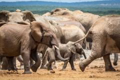 outdooreco.com-addo-elephant-park-61