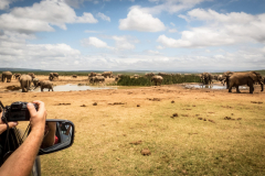 outdooreco.com-addo-elephant-park-62
