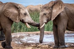 outdooreco.com-addo-elephant-park-63