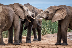 outdooreco.com-addo-elephant-park-64