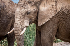 outdooreco.com-addo-elephant-park-65