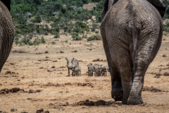 outdooreco.com-addo-elephant-park-66