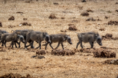 outdooreco.com-addo-elephant-park-67