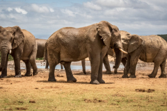 outdooreco.com-addo-elephant-park-68