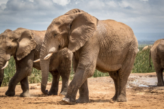 outdooreco.com-addo-elephant-park-69