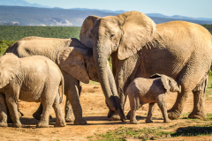 outdooreco.com-addo-elephant-park-7