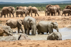 outdooreco.com-addo-elephant-park-70