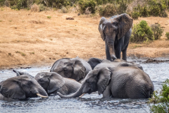 outdooreco.com-addo-elephant-park-71